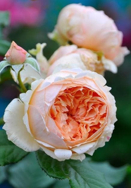 Amazon.co.jp: 断捨離 大苗 四季咲き薔薇 バラ苗 挿木苗 中輪 強香