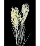 Artipistilos® Rama De Sauce Soho - Marfil - Hojas/Ramas