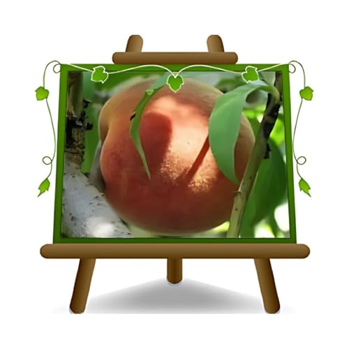 EURO PLANTS VIVAI Pesco Pesche a Polpa Bianca Maria Bianca - Pianta da Frutto Vaso ø 24/26 cm - Altezza 170~200 cm - Età 4 Anni