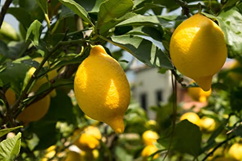 30Pcs Lemon Tree Seeds For Planting, Non-Gmo Heirloom And Organic, High Survival Rate Fruit For Home Garden (Lemon Seeds) #TOP3
