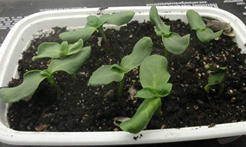 1177-Cannonball Gourd (Lagenaria Siceraria) Seeds By Robsrareandgiantseeds Upc0764425788201 Non-Gmo,Organic,Artisans,Crafting,Usa Grower,Competitions,1177 Package Of 8 Seeds #TOP2