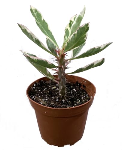 Rare White Lightning Crown Of Thorns