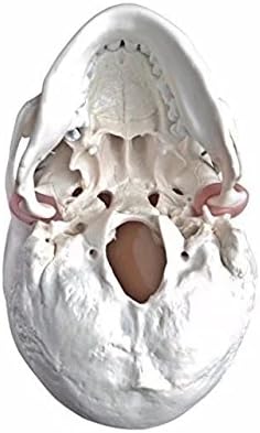 BoNew Medical Anatomical Human Skull Model High Quality Classic 3-Part Life Size