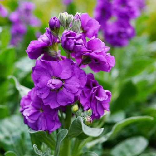 Semi di violetta africana semi di violetta decorazione del balcone giardino rocce resistenti