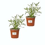 Lavanda Dentata |Pack 2 Plantas | DECOALIVE Planta Aromática Natural