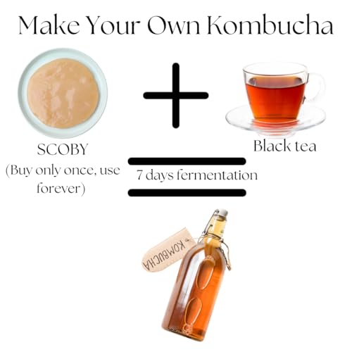 Image of Raintree Organics Kombucha SCOBY with Starter Culture Kit by Raintree Organics
