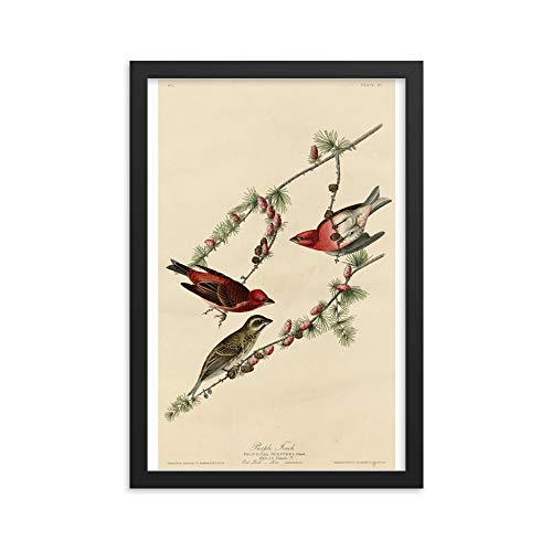 Pinson audubon poster encadré vintage oiseau violet tableau - 2