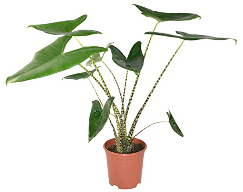 Zynesflora Alocasia Zebrina im Ø 21 cm Pflanztopf - Höhe: 70 - 75 cm - Pfeilblatt Alokasie Zimmerpflanze mit Zebramuster Cover