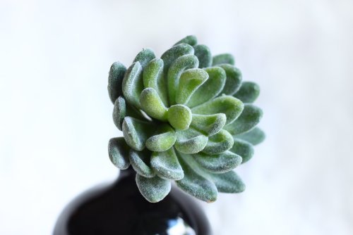 6 artificial succulent plants, Dudleya Artificial by StarPlants