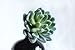 6" artificial succulent plants, Dudleya Artificial