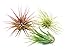 Air Plant Tillandsia 3-Pack - Small Air Plant Variety Pack - Easy Care - Great in Terrariums - Air Filtering (Tillandsia Fuchsii, Ionantha, & Kolby)