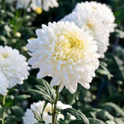 See full amazon price history chart for Golden Hills Farm Jamanthi Poovu - Chrysanthemum White Seeds For Home Garden 200-512 seeds Golden Hills Farm Jamanthi Poovu - Chrysanthemum White Seeds For Home Garden 200-512 seeds (B0BQC7BGZY) Amazon Price History, Amazon Price Tracker