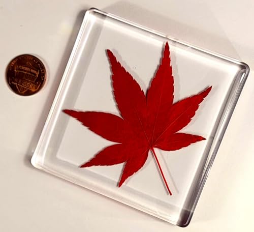 Image of Large 2.9 inch Real Red Japanese Maple Leaf in Crystal Clear Lucite Resin Paperweight Specimen Dried Pressed Botanist Herb Herbarium Crafts Collection for Botany Science Education & Desk Ornament Display