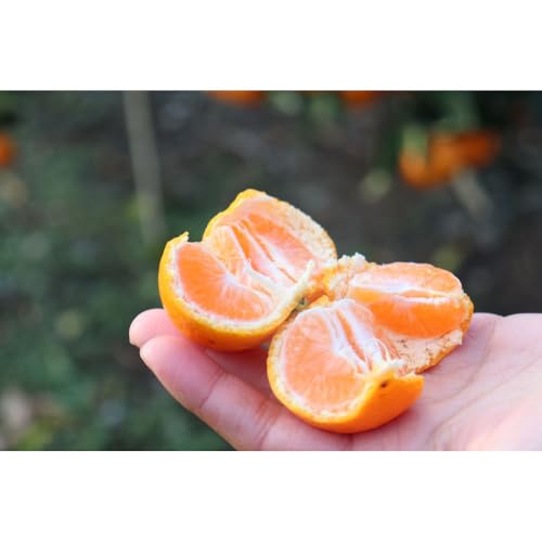 [先行予約][12/25までにご入金分は年内]きれいな温州みかん 箱込み 3kg (Lサイズ指定) 秀品