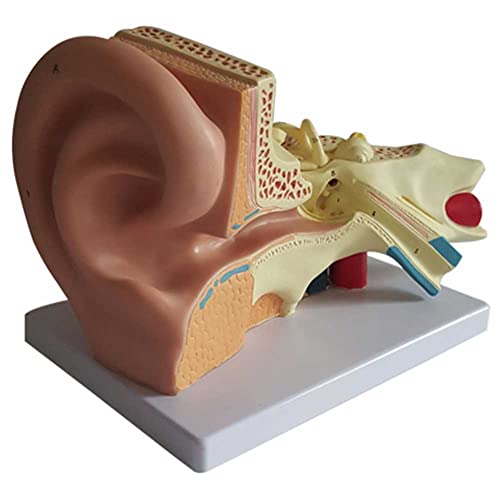 Modèle de l'oreille interne agrandi pour une observation anatomique précise en 3D