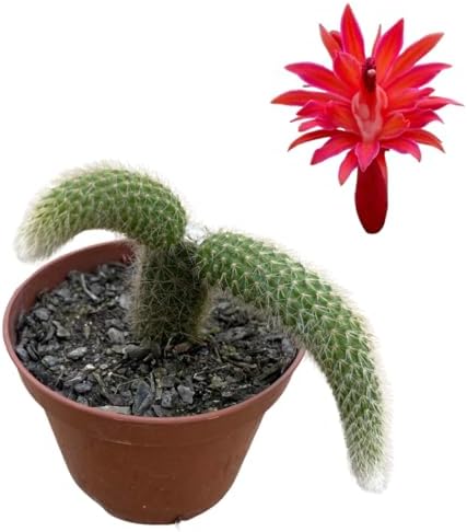 Cactos Rabo de Macaco Muda Natural Raíz Propria Fácil Cultivo