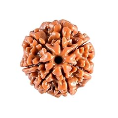 7 Mukhi Rudraksha