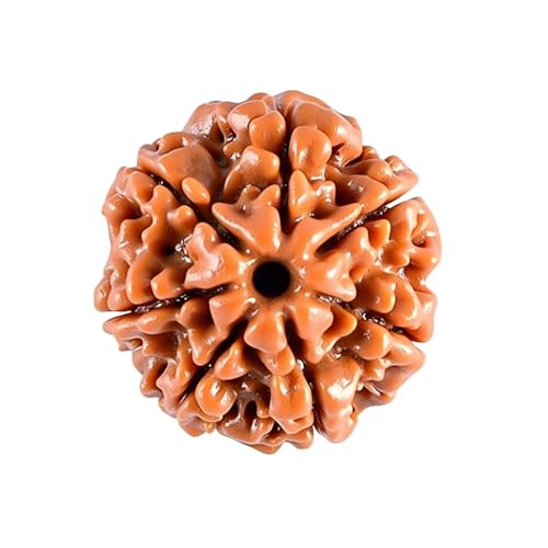 Nepali Rudraksha Beads 2 Mukhi 3 Faced, 4 Mukhi, 5 Face, 6 Mukhi, 7 Mukhi Certified Natural Himalayan Rudrakhsha Beads for Healing, Pooja, Meditation, Prayer, Japa