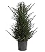 Produktbild Dehner Gemeine Eibe, Taxus baccata, weiche Nadeln, 80-100 cm, 10 l Topf, Nadelgehölz