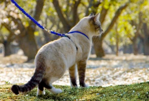 Miniatura 9 de Petsafe Easy Walk, Arnés Para Gatos, Con Correa Elástica, Arnés De Seguridad, Ajustable, Cómodo, Con Sección Elástica - Azul, M