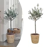 ÄSTHETISCH: Die Olea Europaea Pflanze ist ein echter Blickfang, sei es in einem Topf auf der Terrasse oder als imposanter Baum in Ihrem Garten. Seine silbergrünen Blätter und sein Stamm verleihen Ihrem Außenbereich eine mediterrane Atmosphäre.