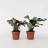 Ctenanthe Amagris - 2er Set - Gebetspflanze - 20-30cm - Ø12cm - Multideal