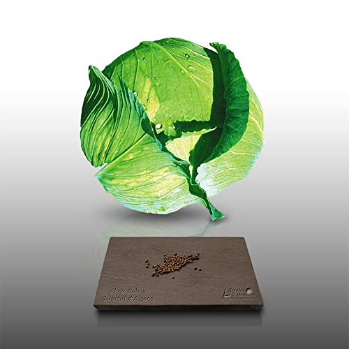 100 graines à semer - Le Grenier d'Abondance - CHOU Cabus Quintal d'Alsace - Brassica oleracea
