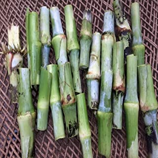 Super Napier Multicut Hybrid Grass Sticks for Feeding Animals - Pack of 30 Fresh Super Napier Grass Sticks Australian Red Napier Grass Sticks