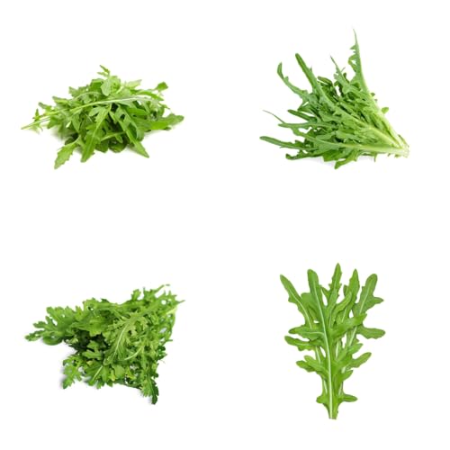 semillas de rúcula orgánica perenne de variedades antiguas de rúcula resistentes, orgánicas de invierno, 160pcs