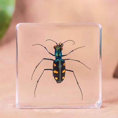 Image of Bulk 20pcs Taxidermy Insects, Bug Specimens in Resin Preserved, Science Educational Classroom Specimens, Clear Acrylic Sealed for Closer-Look & Study, Unique Amazing Great Gift (1.5x1.5x0.55-inch)
