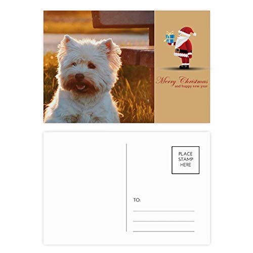 Cartes postales Soirée pour chien blanc lot de 20 correspondance correspondance