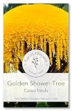Gaea's Blessing Seeds - Golden Shower Tree Seeds - Weeping Yellow - Cassia Fistula - Non-GMO Herb Seeds with Easy to Follow Instructions, Heirloom, Open-Pollinated, Untreated