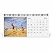 Beach Babes 2026 Desk Calendar