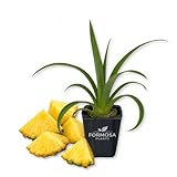 Florida Special Pineapple Plant - 1 Live Plant in a 2 Inch Pot - Edible Tropical Fruit Plant, Sweet Homegrown Pineapple for Patio and Garden - Ananas comosus 'Florida Special'