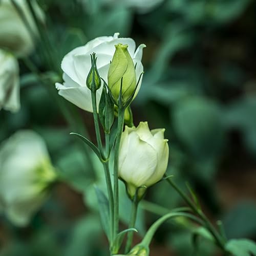 Eustoma Im Topf Kaufen Die 15 besten Produkte im Vergleich