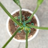 Yohsnor Monstera Plant Stem Support - Set of 5 Sturdy Indoor Support Sticks for Monstera & Climbing Plants - Essential Growth Stabilizers for Leaf Support - Easy-to-Use Gardening Accessories