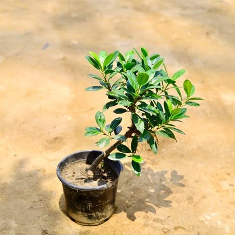 Bloomify Plants Ficus Microcarpa Bonsai (3 Years Old) in 6 Inch Nursery Pot-image-8