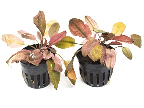 Aquatic Arts Live Aquarium Plants, Cryptocoryne Pink Flamingo Potted Plant, Potted Plants Live, Aquarium Plants Live Fish Tank Decorations, Live Fish Freshwater Aquarium Plants, Betta Water Plants #TOP1