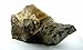 7 Inch 2 Lb 13.7 Oz Baculite Segment Fossil Specimen Butte County South Dakota