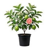 Pink Guava Tree Live Plant, Frangant White Flowers, Tropical Guava Fruit Tree, Sweet Guavas Plant 5-7 Inch Tall