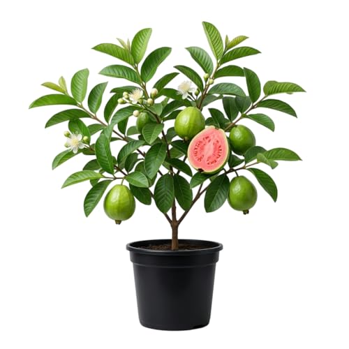 Pink Guava Tree Live Plant Frangant White Flowers Tropical Guava Fruit Tree Sweet Guavas Plant 5-7 Inch Tall