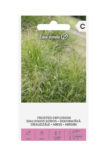 Zalia Stotele | Mijo semillas | Semillas de flores | Semillas de plantas | Semillas de jardín | Una planta herbácea anual muy decorativa que alcanza los 50 cm de altura | 1 paquete