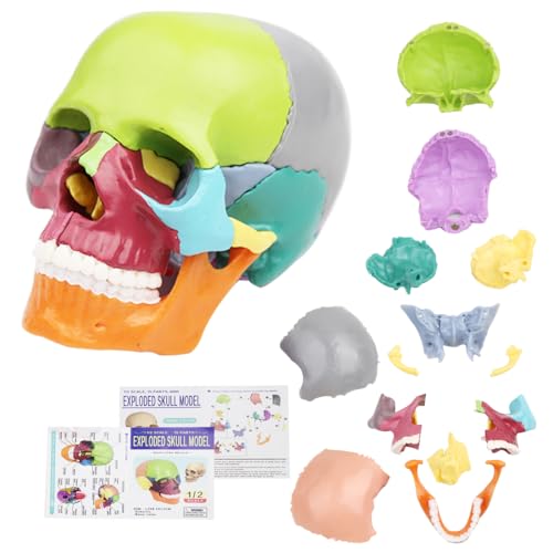 Image of Anatomical Skull Model 15 Parts Human Skull Model Detachable Palm-Sized Multicolor Skull Skeleton Model for Medical Students, Teaching Tools Learning with Color Study Manual(Hand Size)