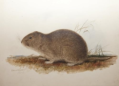 Toile Ctenomys Magellanicus Edward Lear pour décoration salon élégante