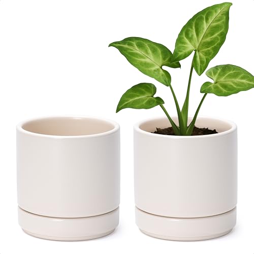 D'vine Dev 2-Pack Ceramic Pots with Saucers, Oatmeal, 4.7 in, 94-V-B-8