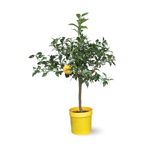 Attitude Jardin - Citronnier yuzu - agrume méditerranéen - arbre fruitier - 75-85 cm - ⌀ 22 cm