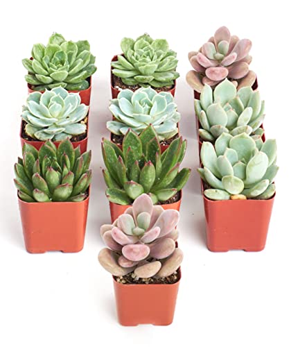 Shop Succulents Rosette Succulent Plant Pack Collection - Live Mini