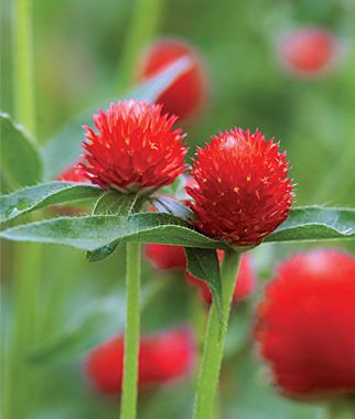 Creative Farmer Flower Seeds : Bachelor Button Flower Seeds For Garden - Kitchen Garden Pack (B01NGZPBB7) Amazon Price History, Amazon Price Tracker