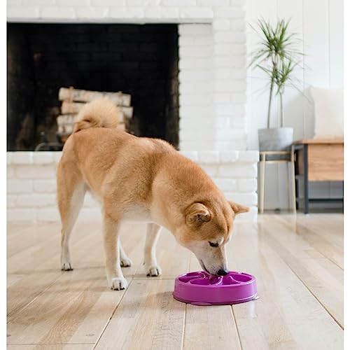 Outward-Hound-Fun-Feeder-Slo-Bowl-Slow-Feeder-Dog-Bowl-MediumMini-Purple