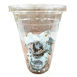 feedbase レッドローチ S サイズ 5～10mm 100匹 生餌 カップ入り 爬虫類 両生類 肉食熱帯魚 小型哺乳類 生体 アクアリウム エサ 活餌 [生体]